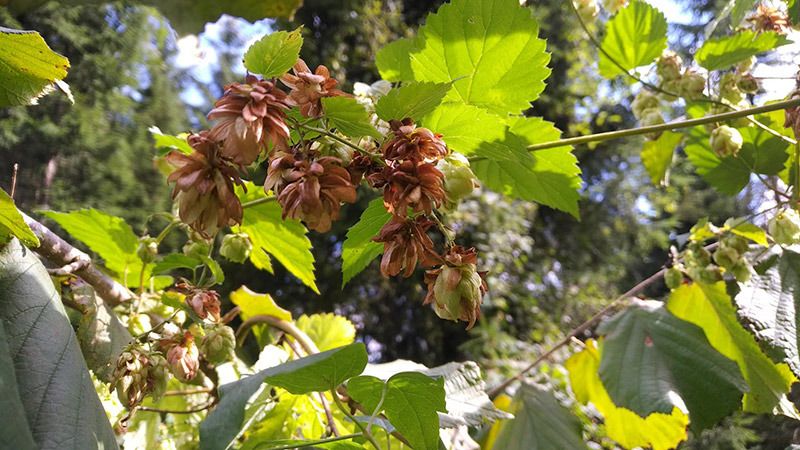 hopfen arzneipflanze hopfen arzneipflanze