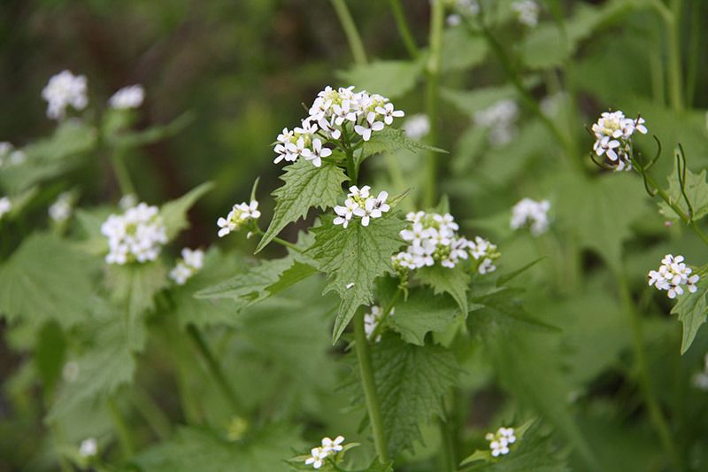 knoblauchrauke volksmedizin knoblauchrauke volksmedizin