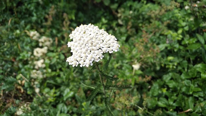 schafgarbe arzneipflanze schafgarbe arzneipflanze