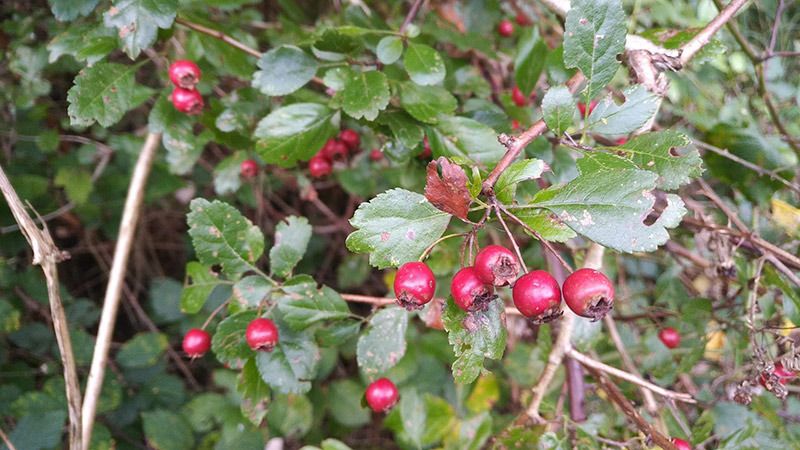 weissdorn mit fruechten arzneipflanze weissdorn mit fruechten arzneipflanze